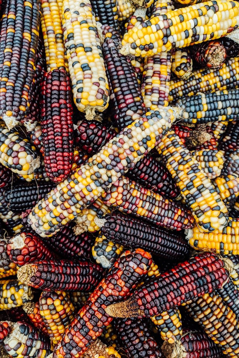 yellow and red corn lot - Qué es el maíz