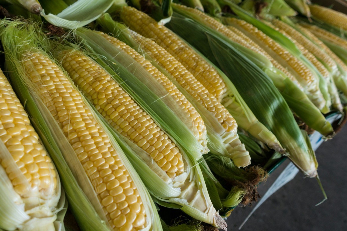 closeup photography of corns - Qué es el maíz